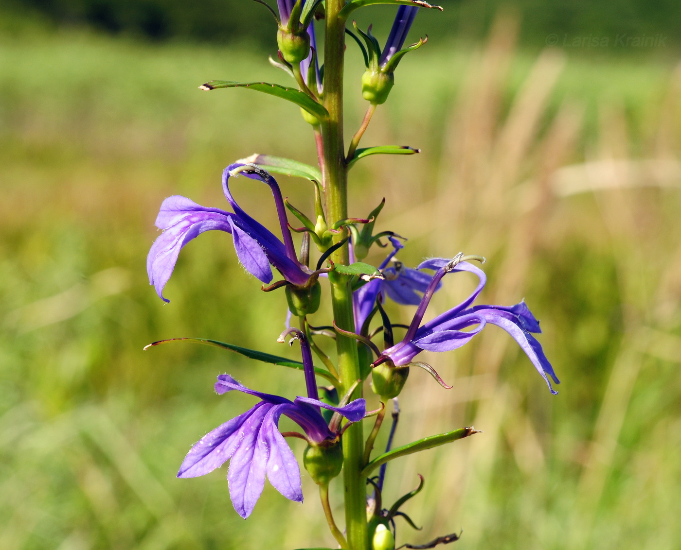 Image of Lobelia sessilifolia specimen.
