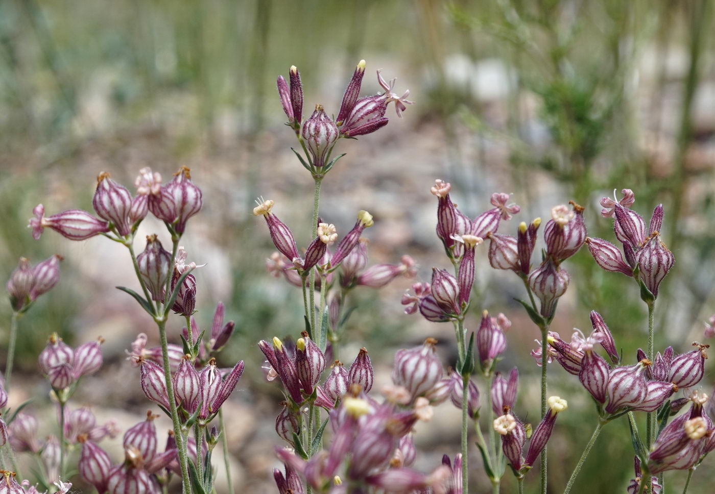 Image of Silene brahuica specimen.
