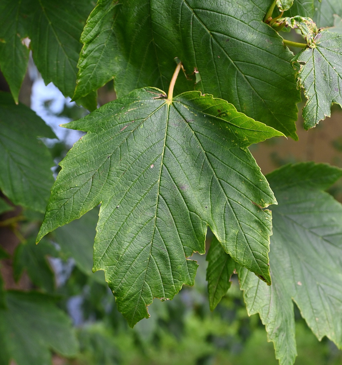 Изображение особи Acer pseudoplatanus.