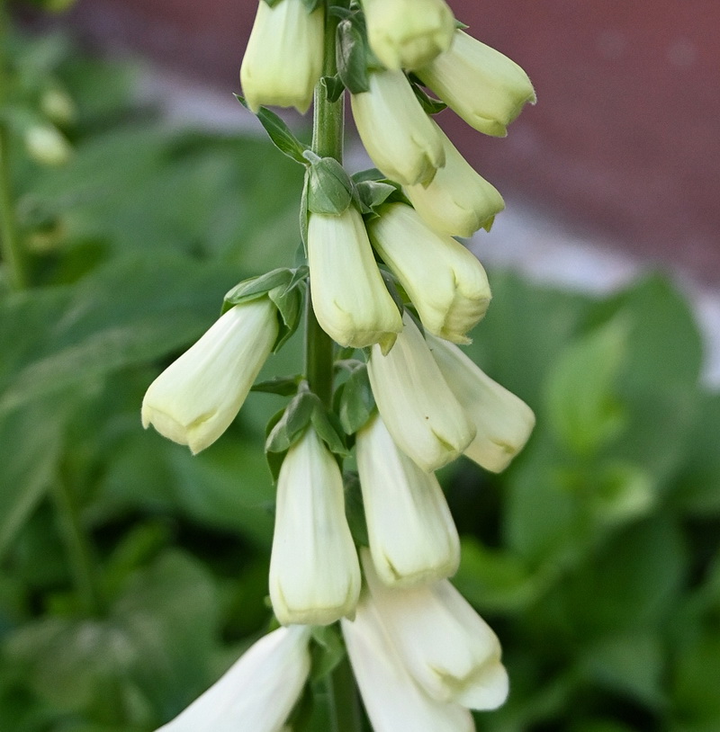 Image of genus Digitalis specimen.