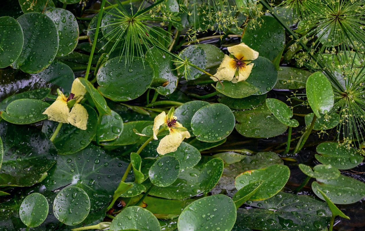 Изображение особи Hydrocleys nymphoides.