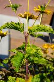 Heliopsis helianthoides. Средняя часть веточки c пазушными побегами. Пермь, Ленинский р-н, городская эспланада. 1 сентября 2024 г.