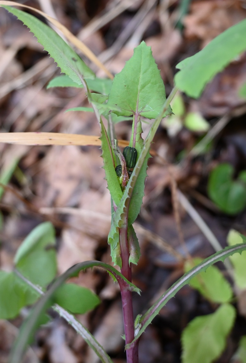 Image of Sonchus oleraceus specimen.