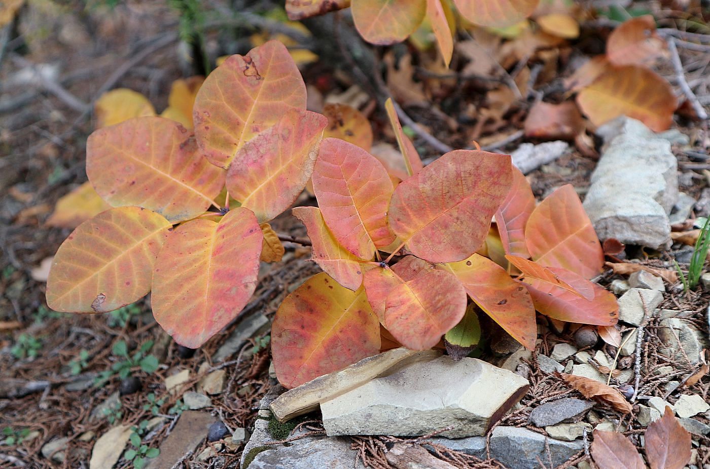 Image of Cotinus coggygria specimen.