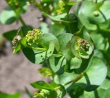 Lepidium perfoliatum. Верхушка цветущего растения. Калмыкия, г. Элиста, пагода \"Золотая обитель Будды Шакьямуни\", сорное на каскадной клумбе. 02.05.2025.