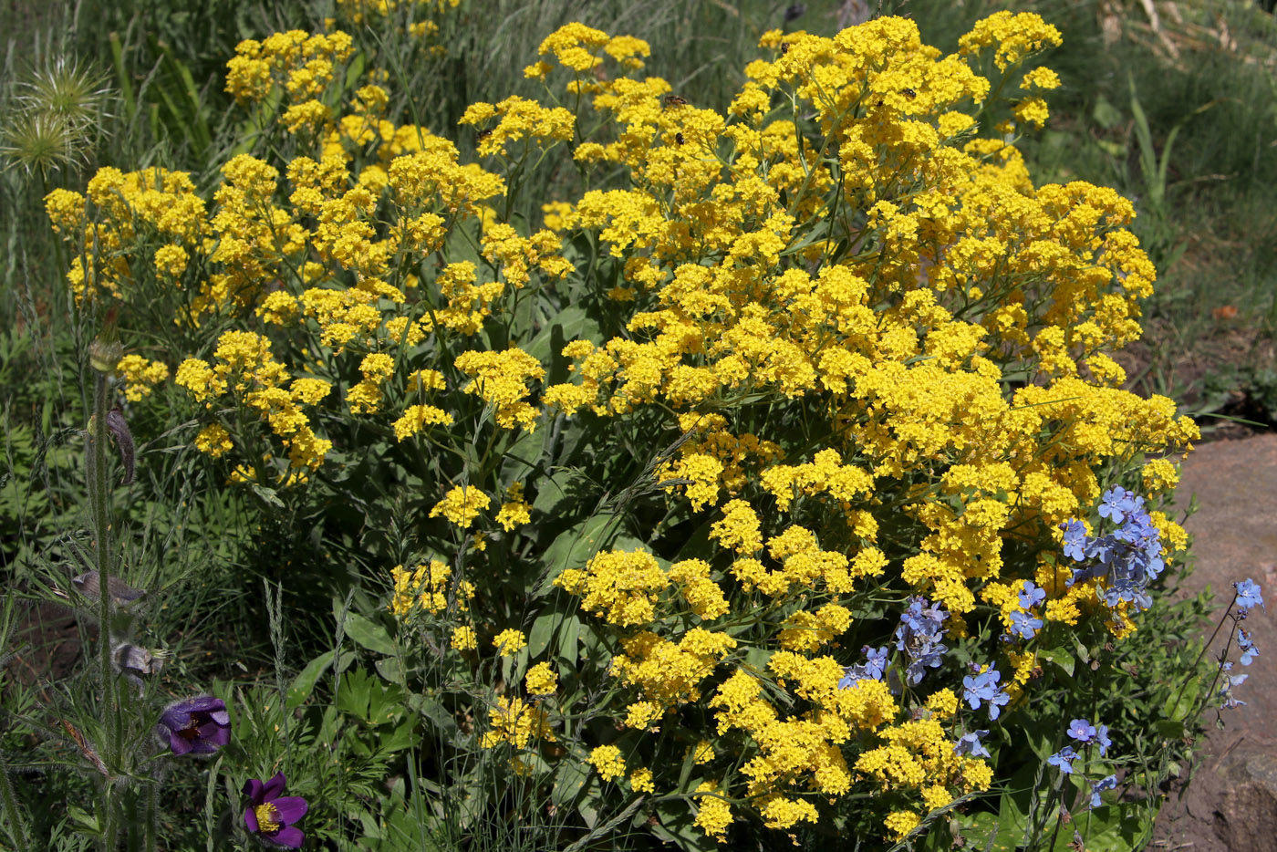 Image of Aurinia saxatilis specimen.