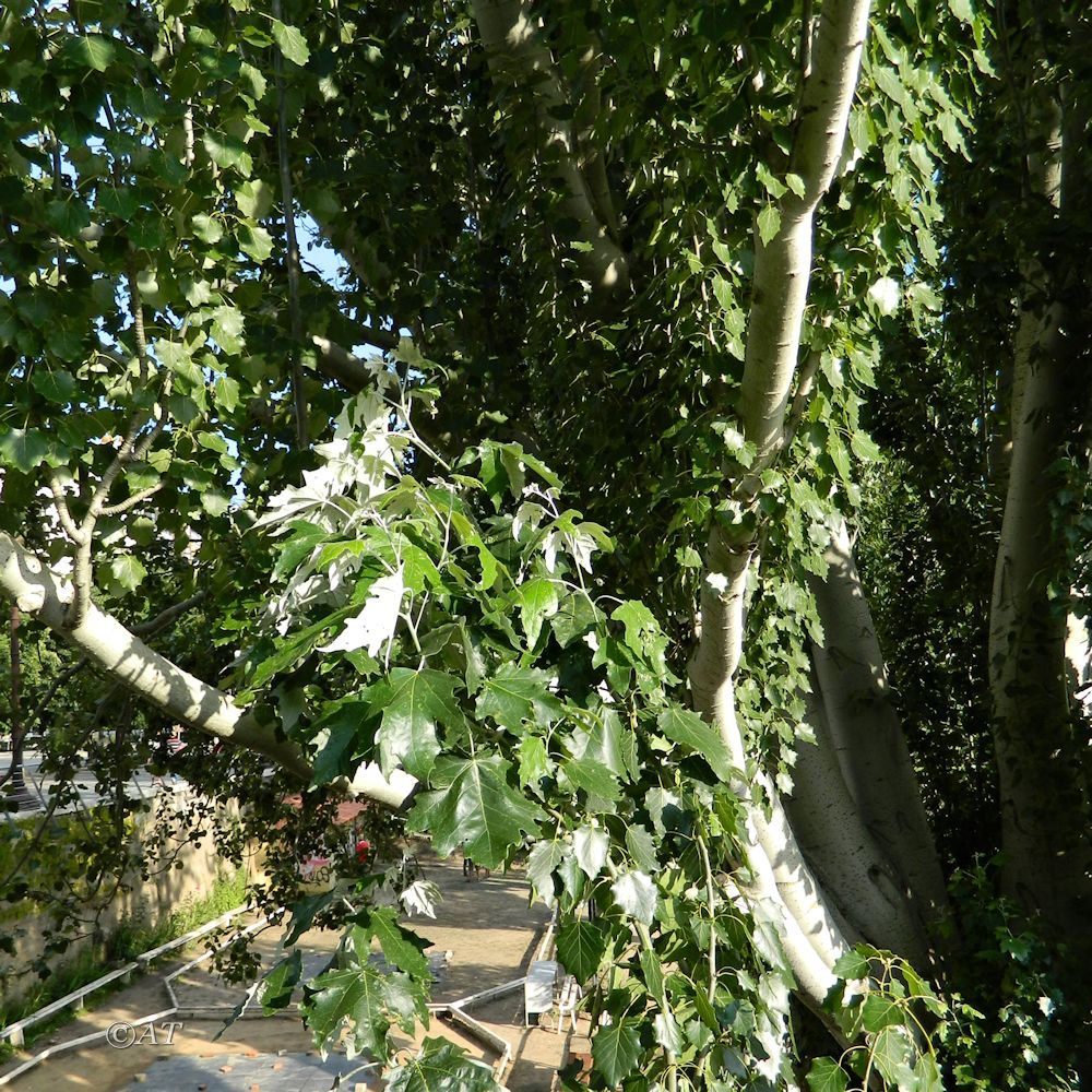 Изображение особи Populus alba.