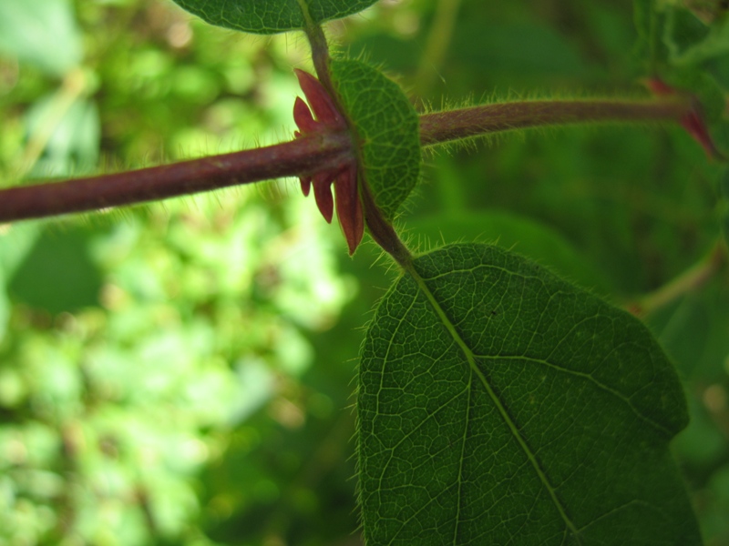 Изображение особи Lonicera pallasii.