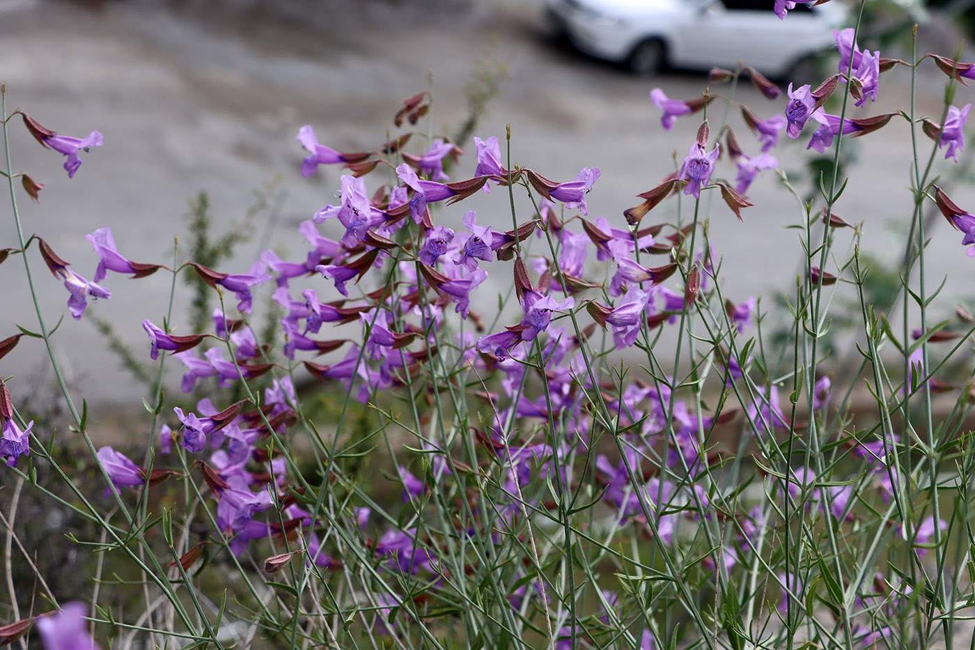 Изображение особи Salvia margaritae.