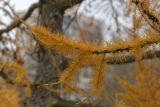 genus Larix. Верхушка ветки с хвоей в осенней окраске. Санкт-Петербург, Московский р-н, Пулковский парк, в озеленении. 02.11.2025.