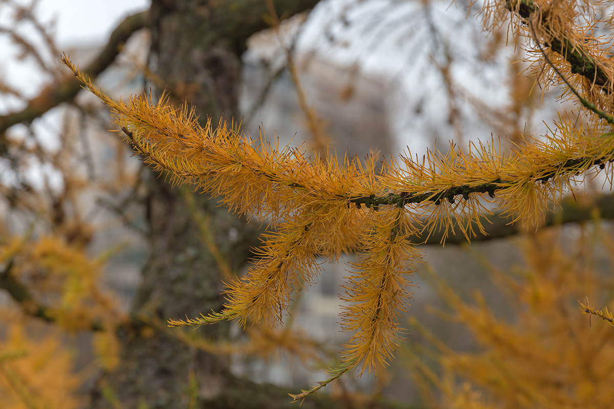 Image of genus Larix specimen.