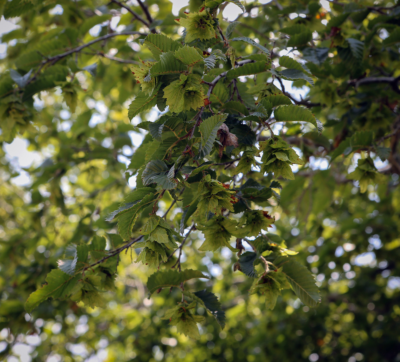 Image of Carpinus orientalis specimen.