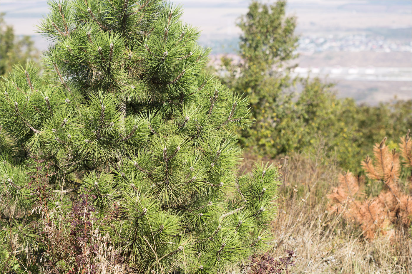 Image of genus Pinus specimen.