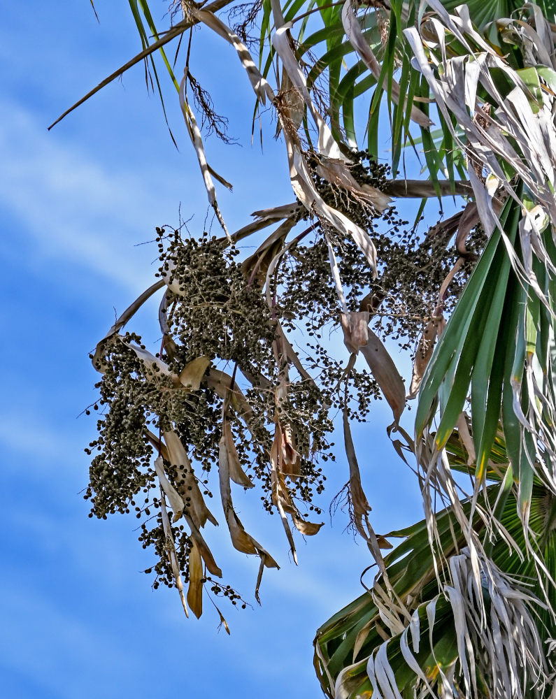 Изображение особи Washingtonia robusta.