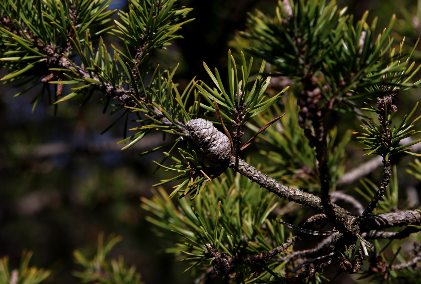 Изображение особи Pinus banksiana.