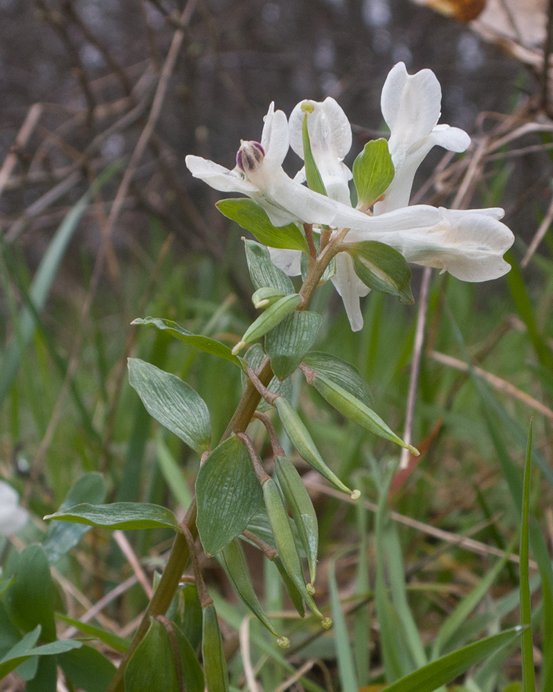 Изображение особи род Corydalis.