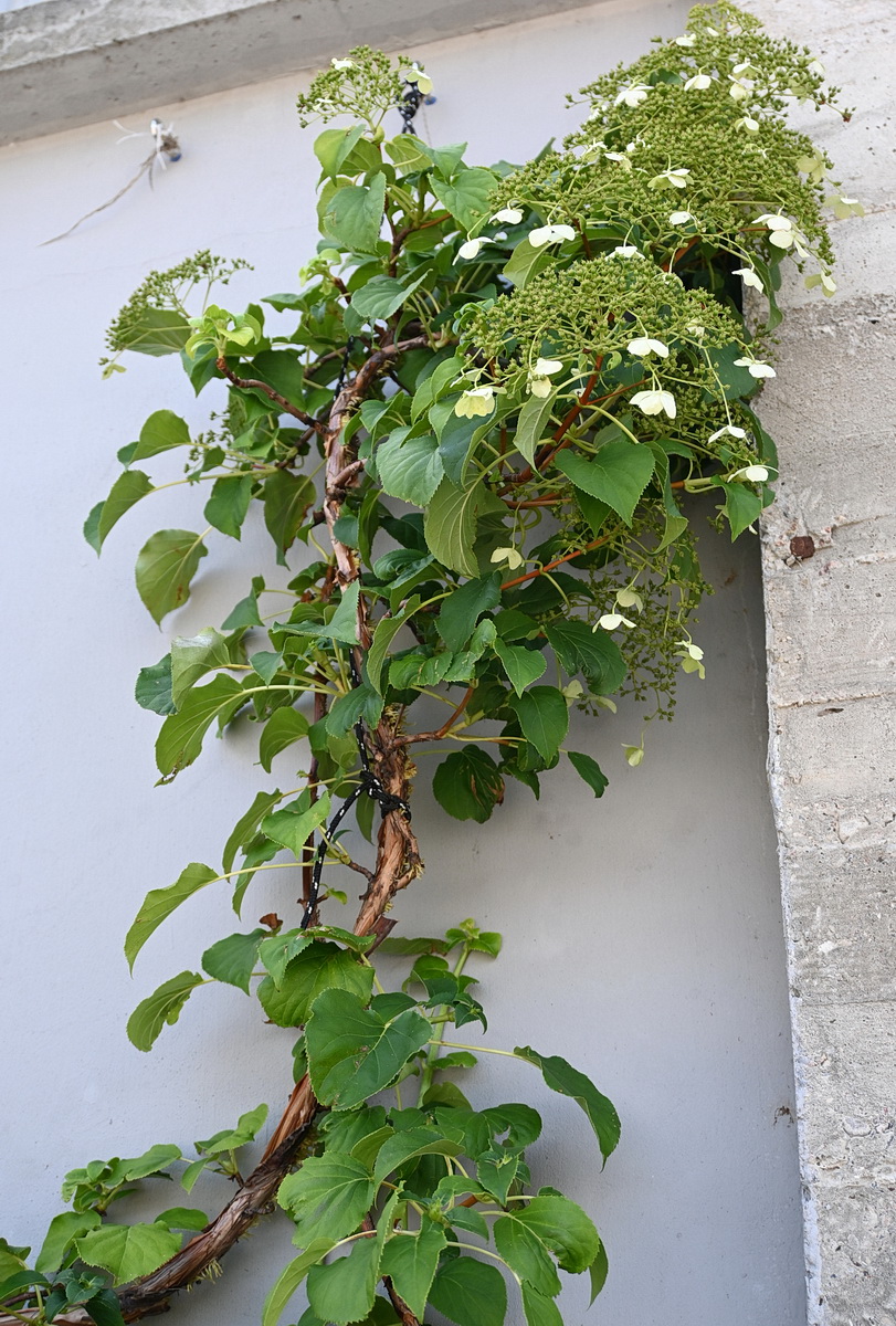 Изображение особи Hydrangea petiolaris.