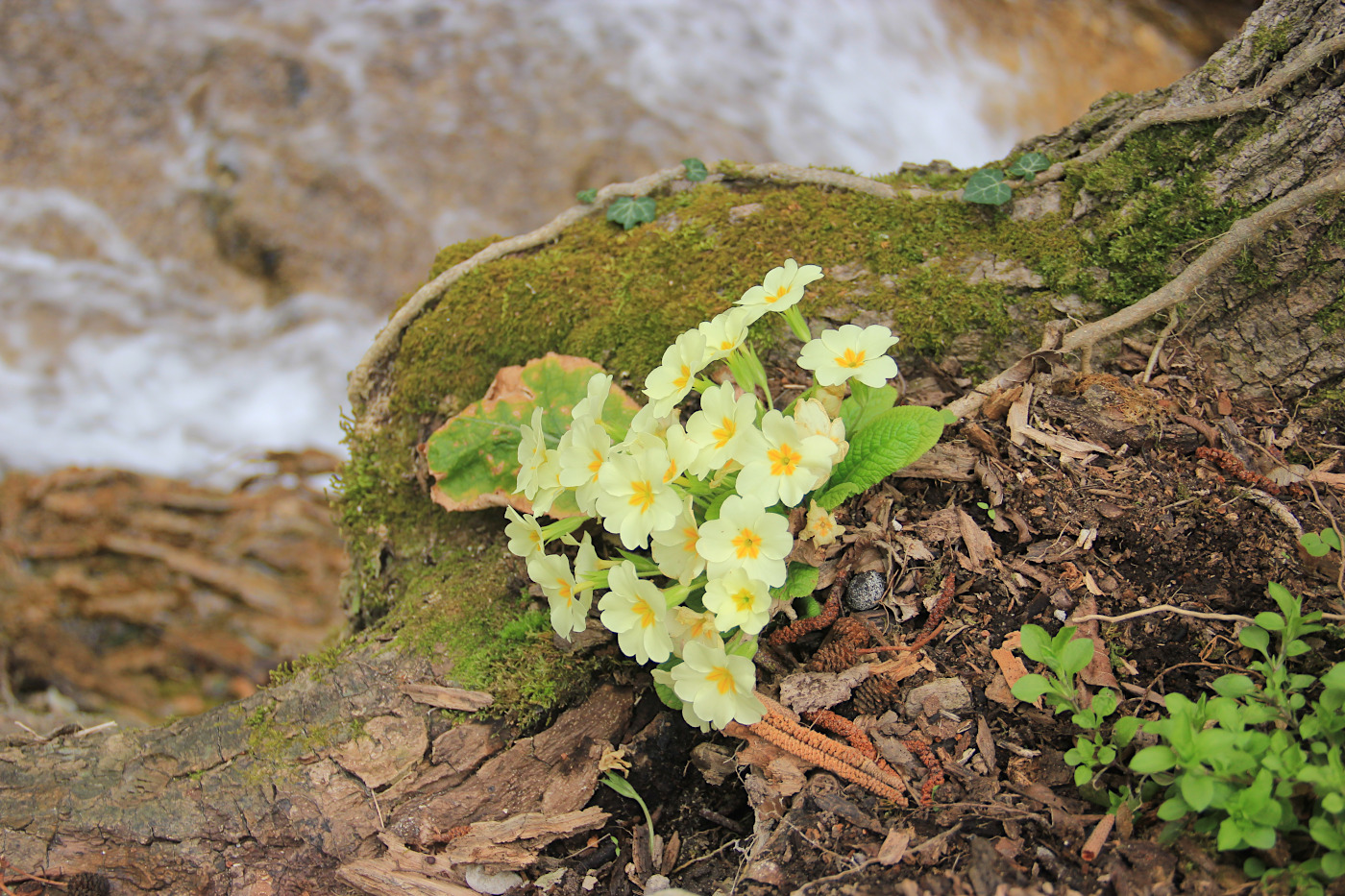 Изображение особи Primula vulgaris.