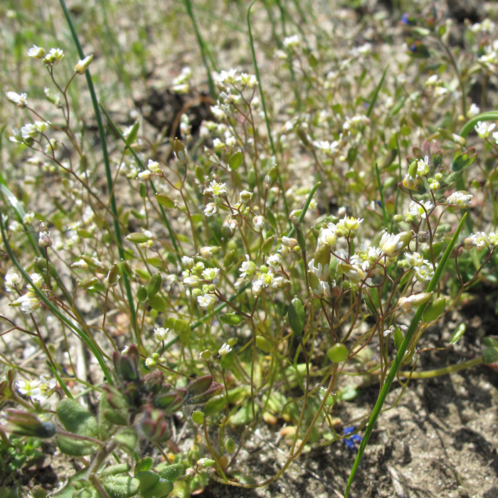 Изображение особи Erophila verna.