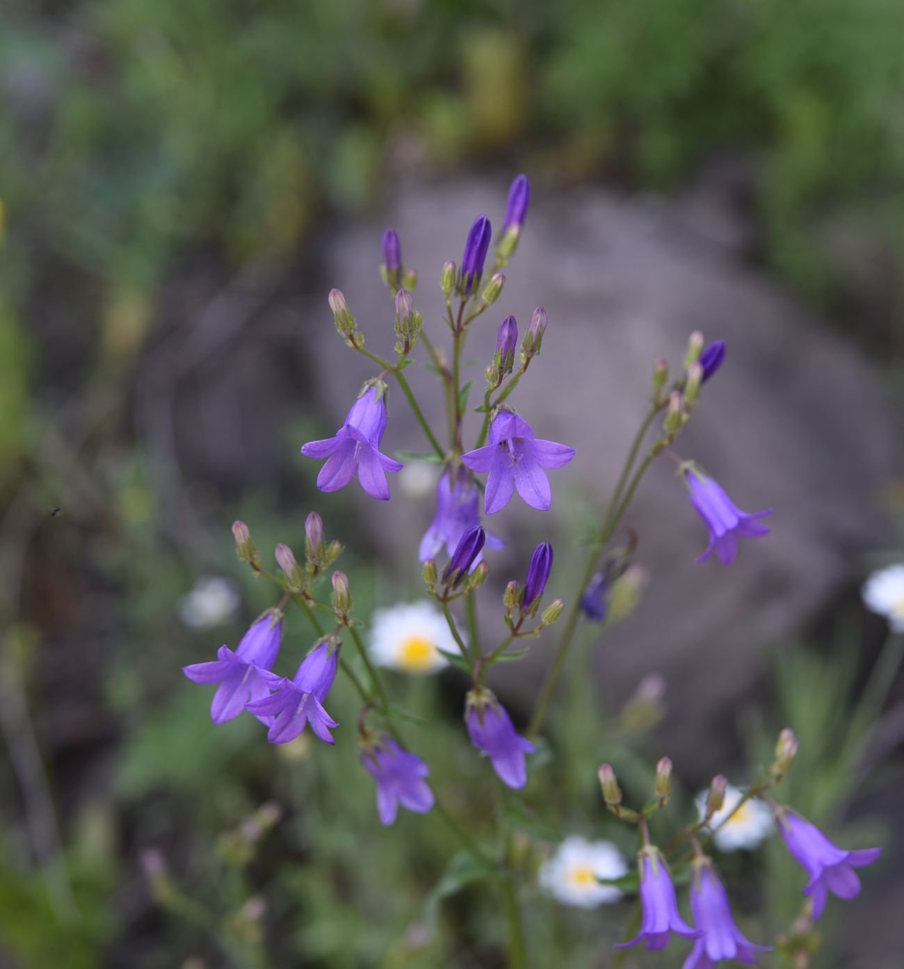 Изображение особи род Campanula.