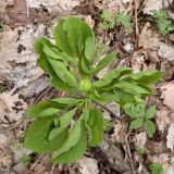 Paeonia caucasica. Вегетирующее растение с развивающимся бутоном (вид сверху). Краснодарский край, Крымский р-н, окр. станицы Неберджаевская, ур. Темрючки, буково-грабово-дубовый лес. 27.03.2026.
