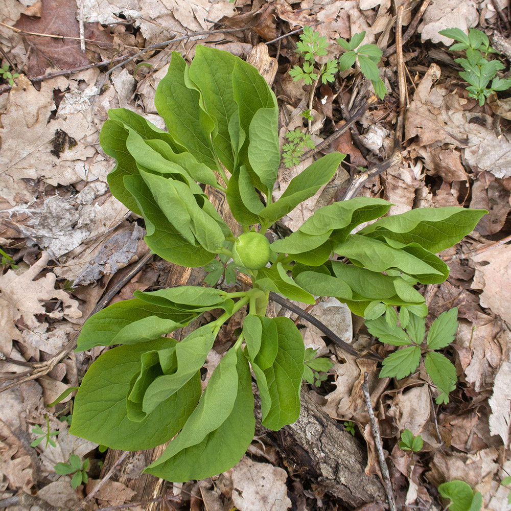 Изображение особи Paeonia caucasica.