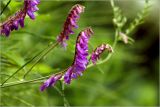 Vicia cracca. Соцветия. Московская обл., Раменский р-н, окр. дер. Хрипань, садовый участок. 22.06.2026.