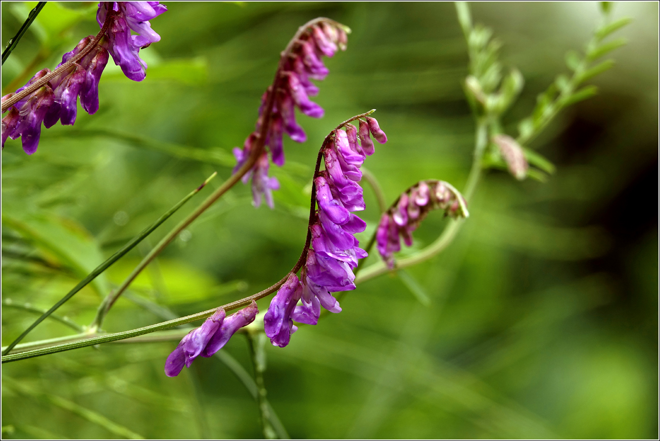 Image of Vicia cracca specimen.