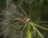 род Tragopogon. Чашелистики, цветоложе и плоды. Краснодарский край, Крымский р-н, окр. станицы Неберджаевская, ур. Темрючки, грабинниково-пушистодубовое редколесье, большая закустаренная каменистая поляна. 22.06.2026.