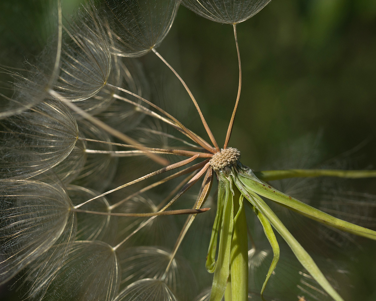 Изображение особи род Tragopogon.