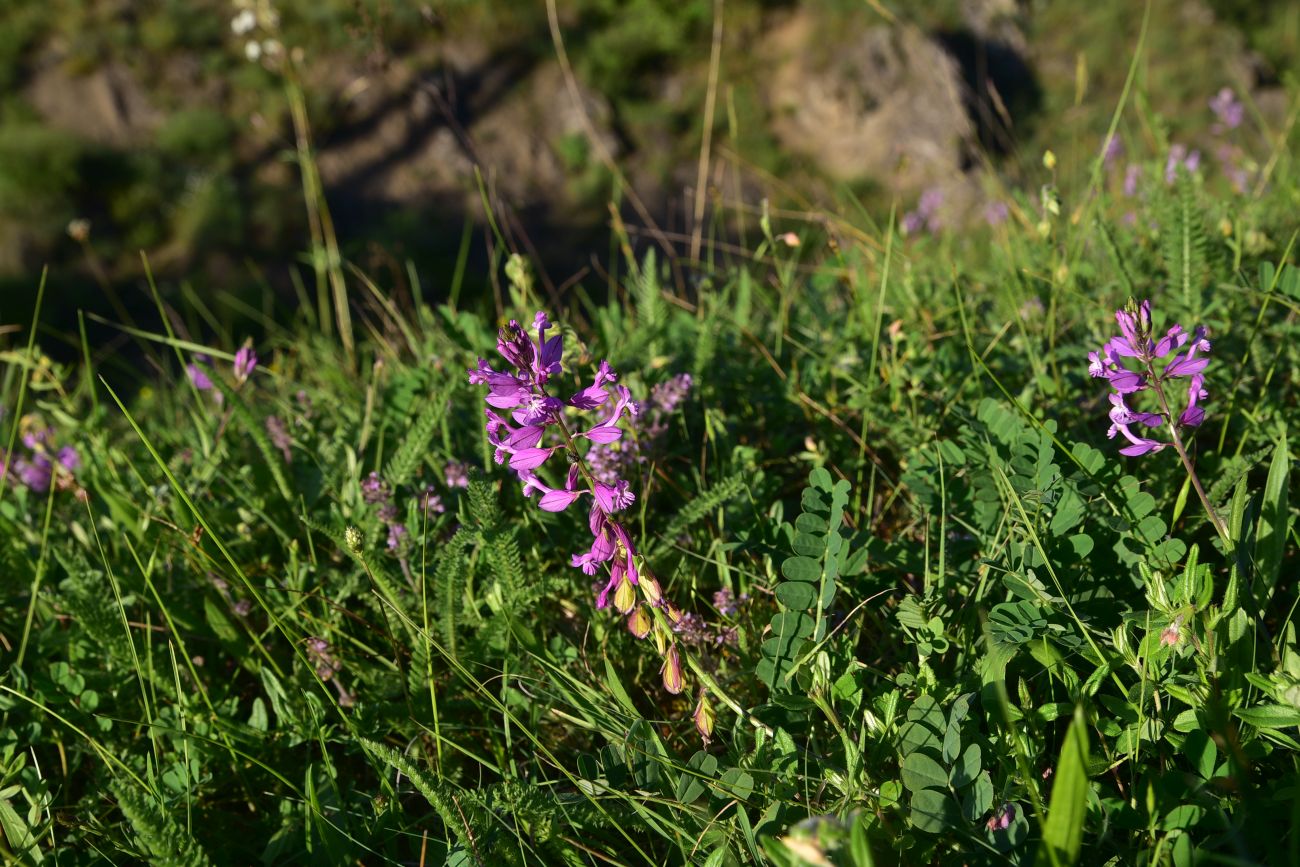 Изображение особи род Polygala.