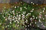 Erigeron karvinskianus. Цветущие растения. Португалия, о-в Мадейра, южный склон плато Паул-да-Серра, ≈ 1000 м н.у.м., на скале. 10.06.2026.