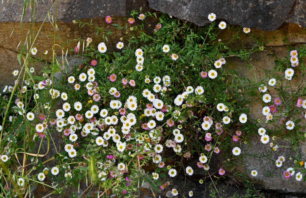 Image of Erigeron karvinskianus specimen.