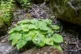 Pachyphragma macrophyllum. Плодоносящие растения. Краснодарский край, Апшеронский р-н, окр. хут. Травалёв, каменистый берег реки. 12.06.2026.