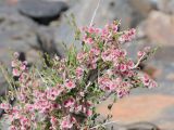 Atraphaxis spinosa. Верхушка веточки плодоносящего растения. Таджикистан, Горно-Бадахшанская автономная обл., Рушанский р-н, хр. Музкол, окр. Сарезского оз., Усойский завал, скопление мелкозёма среди крупноглыбового обломочного материала. 26 июня 2026 г.