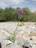 Allium polyphyllum