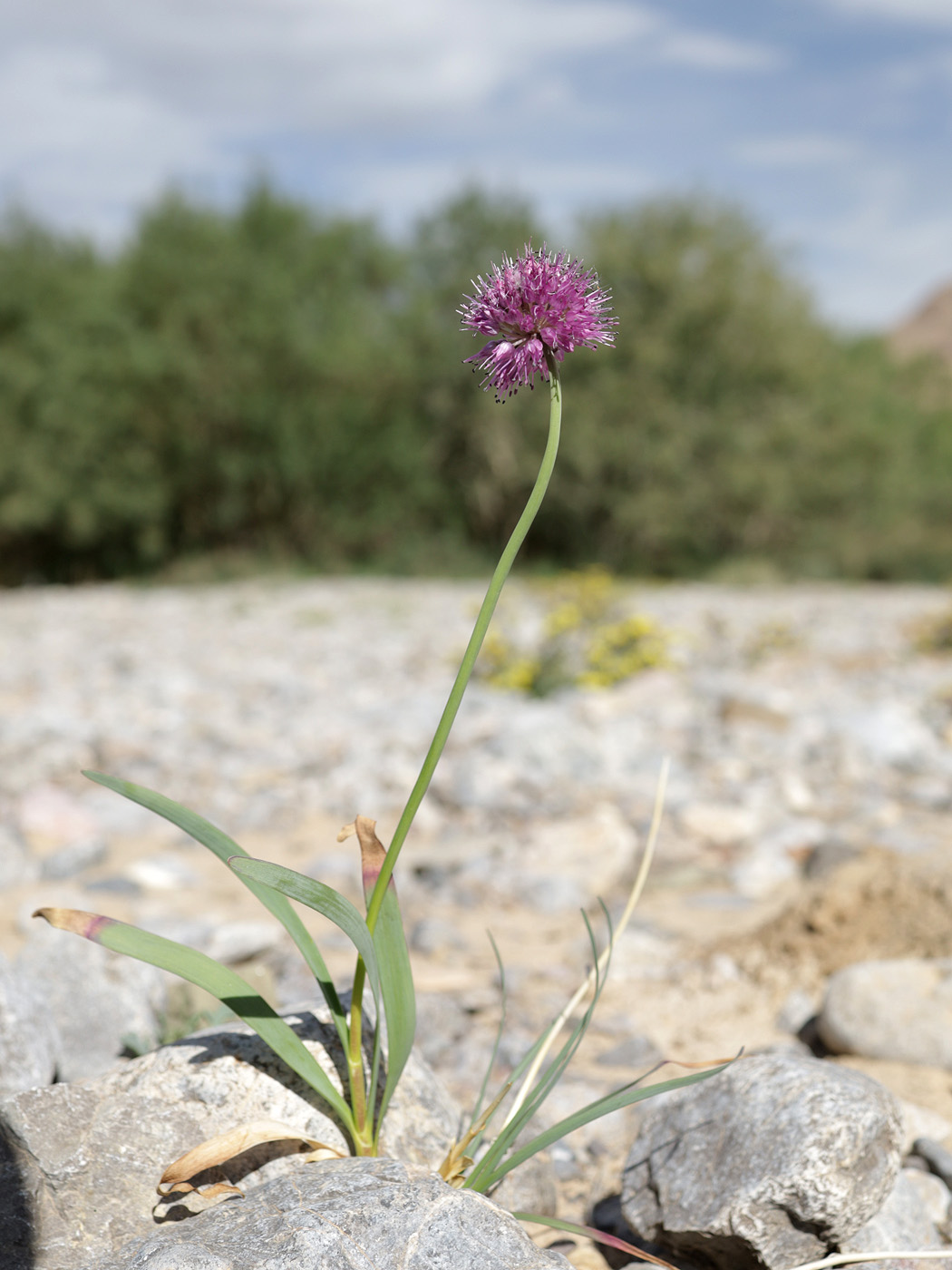 Изображение особи Allium polyphyllum.