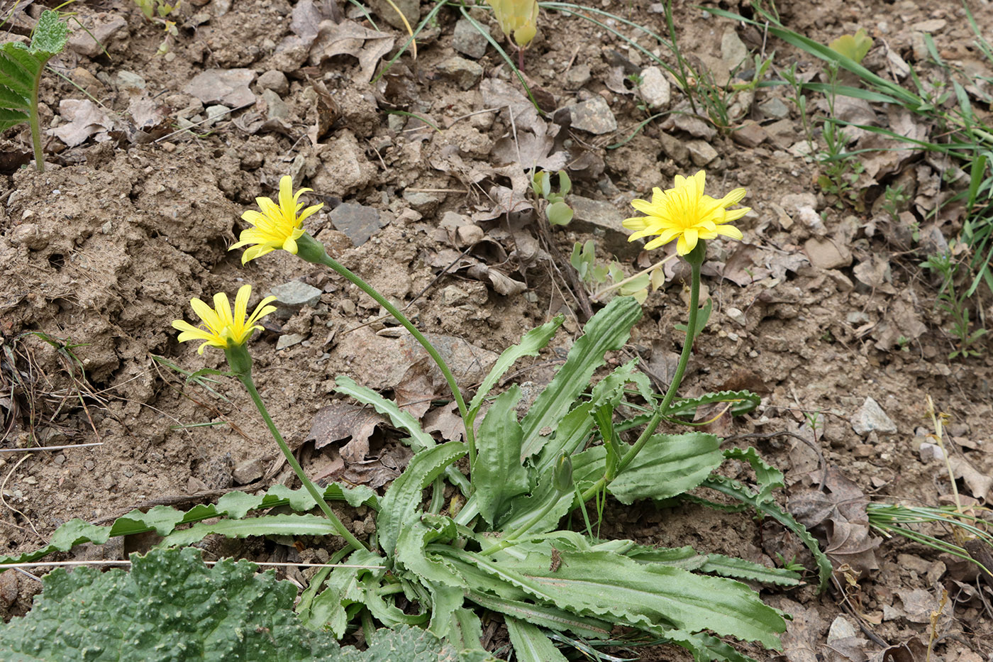 Image of genus Scorzonera specimen.