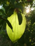 unknown species. Лист. Республика Молдова, муниципалитет Кишинёв, г. Кодру, пустырь. 1 августа 2026 г.