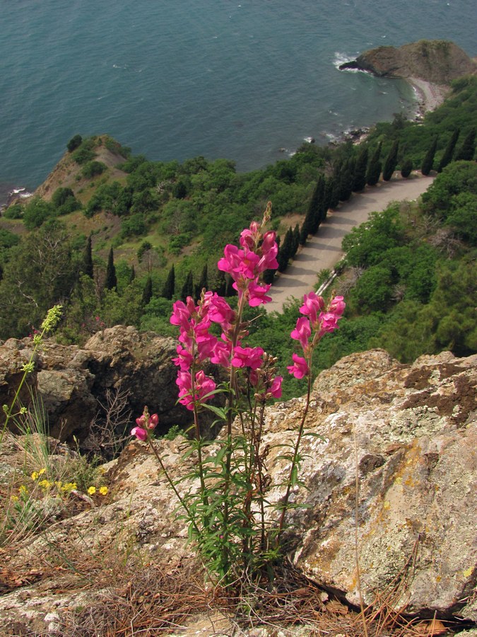 Image of Antirrhinum majus specimen.