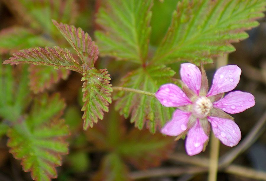 Image of Rubus arcticus specimen.