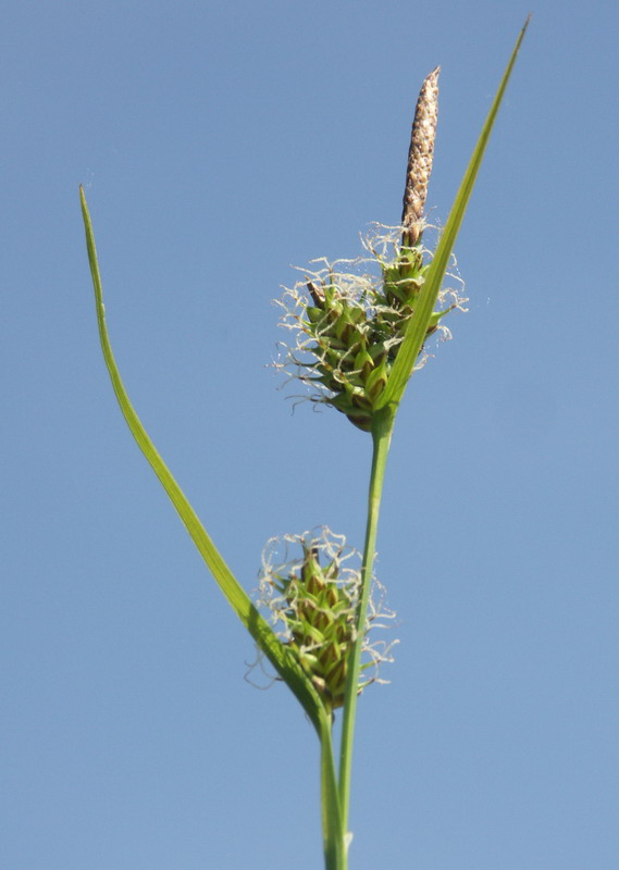 Image of Carex hostiana specimen.