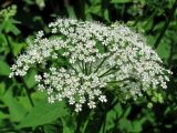 Aegopodium podagraria. Соцветие. Смоленская обл., Смоленский р-н, пос. Каспля. 09.06.2011.