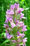 Dactylorhiza incarnata. Верхушка соцветия. Крым, Симферопольский р-н, окр. с. Краснолесье, сырой луг. 21 июня 2011 г.