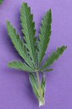 Potentilla obscura. Лист с прилистниками. Ростовская обл., Персиановская степь. окр. станицы Красюковская. 8 июня 2011 г.