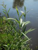 Salix acutifolia