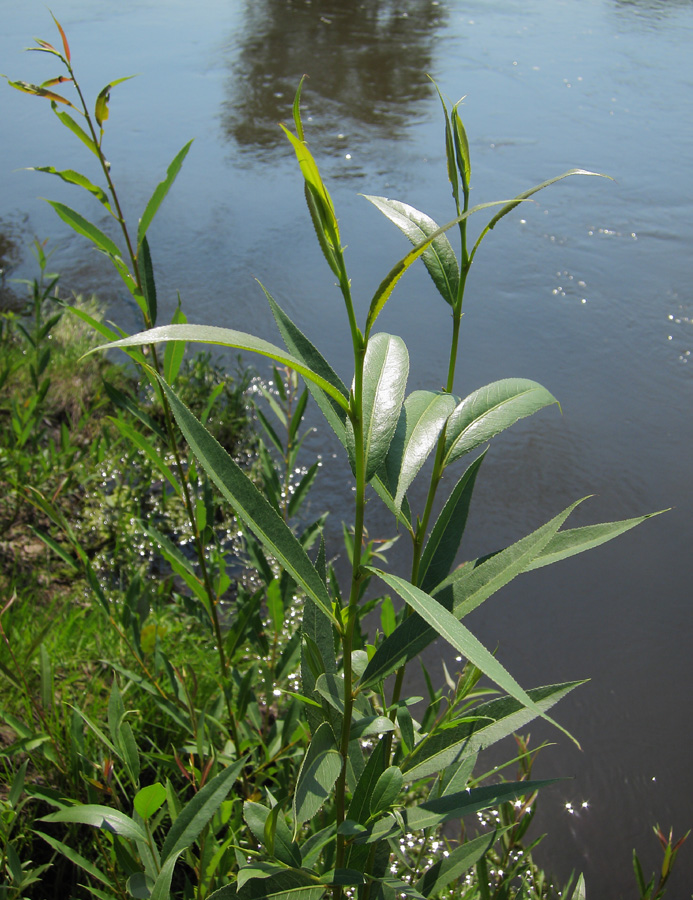 Image of Salix acutifolia specimen.