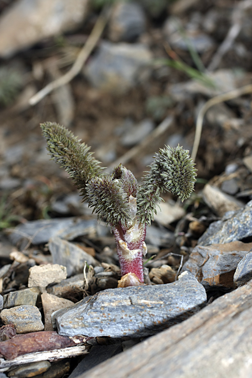 Image of Biebersteinia multifida specimen.