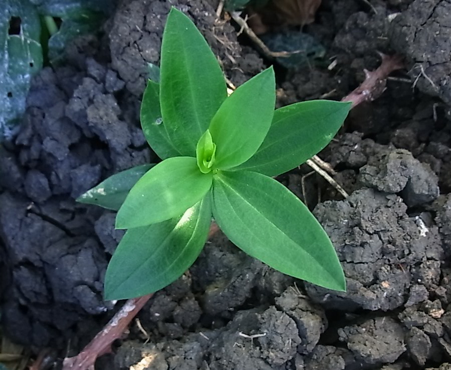 Image of Saponaria officinalis specimen.