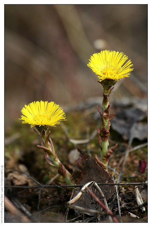 Image of Tussilago farfara specimen.